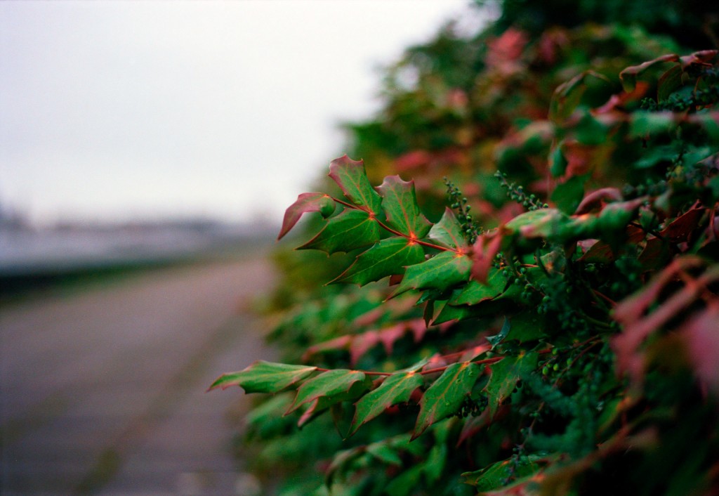 Shot on Kodak Ektar 100